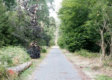 Walking on wild forest