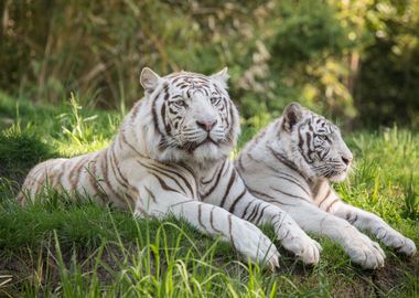 Two White Tigers