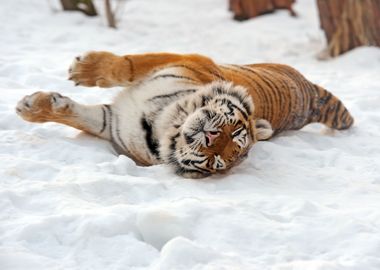 Tiger in the snow