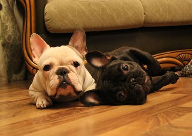 French bulldogs