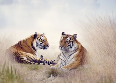 Beautiful Tigers