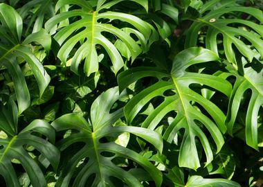 Monstera Deliciosa