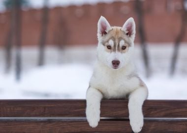 Husky Puppy