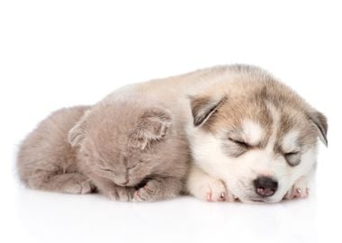 Sleeping Puppy