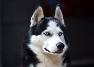 Beautiful Husky