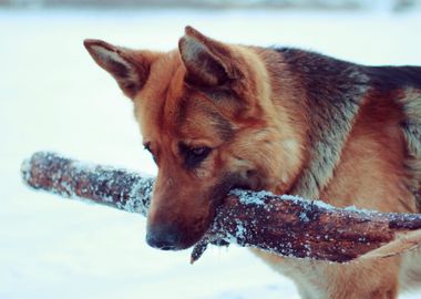 German Shepherd