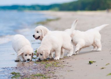 Puppies on the beach