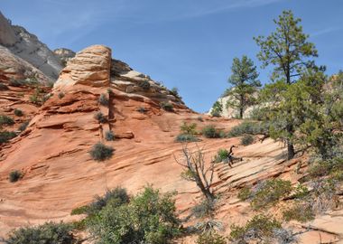 zion canyon nationalpark