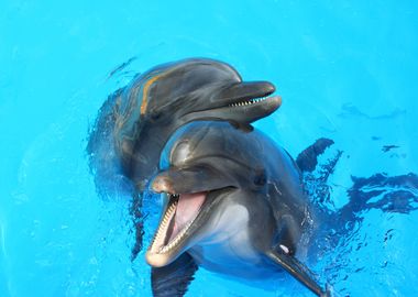 Dolphins