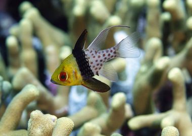 CARDINALFISH tropical fish