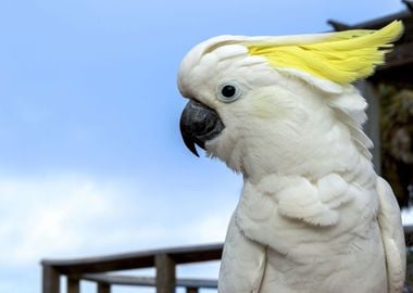 Cockatoo Parrot