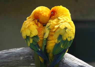 A pair of parrots