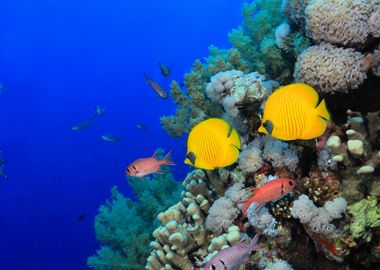 Coral reef with fish