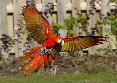 Flying parrot