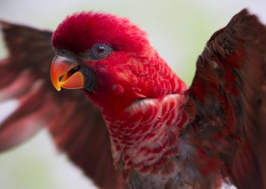 Lory Parrot