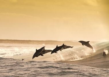 Dolphins