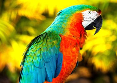 Beautiful Parrot