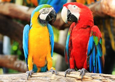 Colorful Parrots