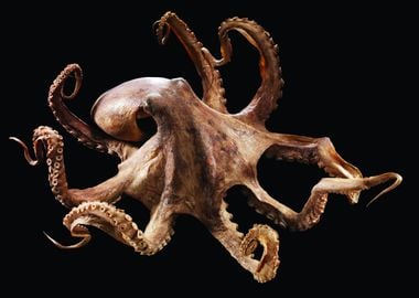 OCTOPUS