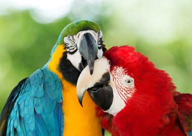 Colorful Parrots