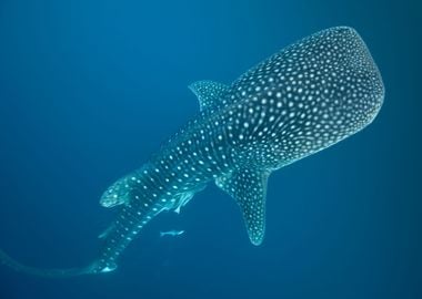 Whale Shark Underwater