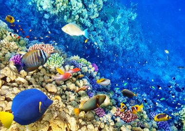 Coral reef with fish