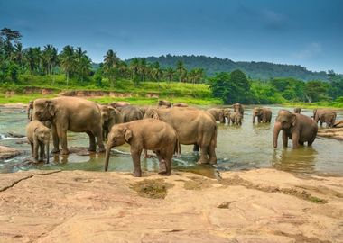 A herd of elephants