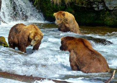 Brown Bears