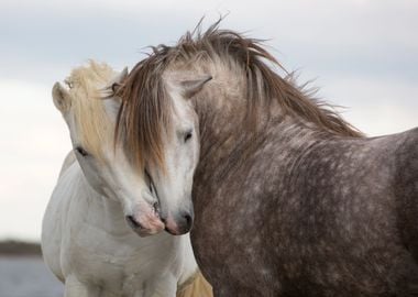 Horses in Love