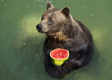 Brown Bear