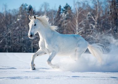 White Horse