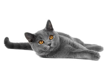 Grey Cat