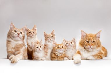 Cats Family