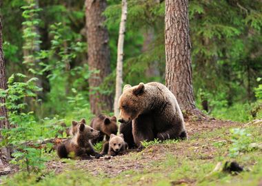 Bears Family