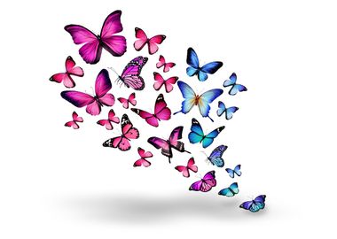 Beautiful Butterflies