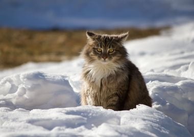 Winter Cat