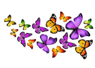 Beautiful Butterflies