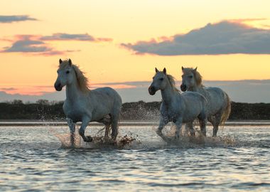 sunrise running horses