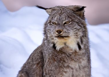 Lynx Wild Cat