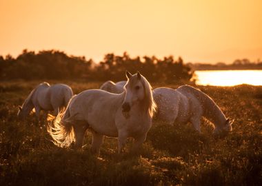 Horses