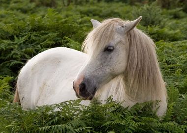 White Horse