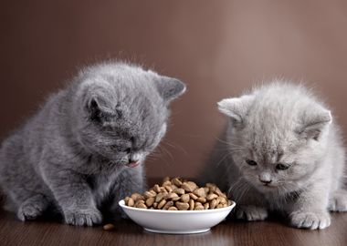 Cute Kittens