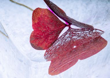 Red clover in ice 1