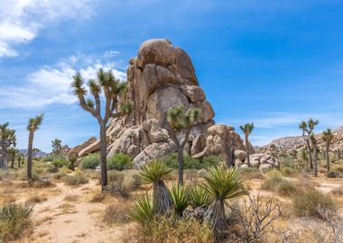 Joshua Tree National Park