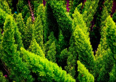 Fern Forest