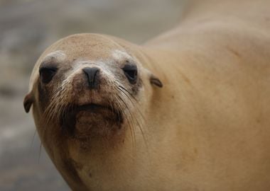 California Sea Lion