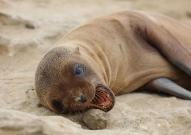 Baby sea lion