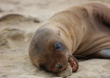 Playful Sea lion