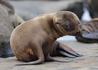 Baby sea lion