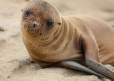 Praying sea lion